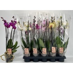 Phalaenopsis Kuuking 4 õievart mix 12cm