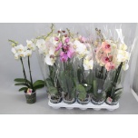 Phalaenopsis Kuuking mix 12cm h60 2õv