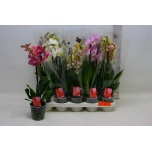 Phalaenopsis Kuuking 4 õievart mix 12cm