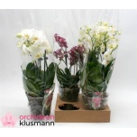 Phalaenopsis mixed 13cm