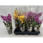 Phalaenopsis Kuuking 9cm h32