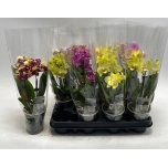 Phalaenopsis Kuuking 9cm h25 2õv