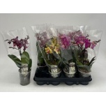 Phalaenopsis Kuuking 9cm h25 2õv