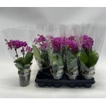 Phalaenopsis Kuuking 9cm h28 2õv