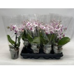Phalaenopsis Kuuking 9cm h27 2õv