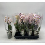 Phalaenopsis Kuuking mix 9cm h33 2õv