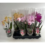 Phalaenopsis Kuuking mix 9cm h33