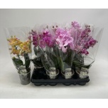 Phalaenopsis Kuuking mix 9cm h33