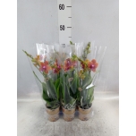 Phalaenopsis multifloratypes other orange 9cm