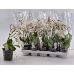 Phalaenopsis Kuuking mult other white 12cm h45 4õv