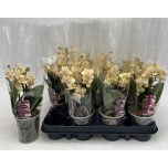 Phalaenopsis Kuuking mult yellow 9cm h22