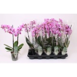 Phalaenopsis Kuuking MF Pink 12cm