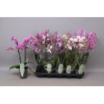Phalaenopsis Kuuking Multiflora mix 12cm