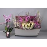 Phalaenopsis Kuuking Multiflora mix 12cm
