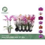 Phalaenopsis Kuuking Multiflora mix 12cm