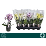 Phalaenopsis Kuuking mult 4 colours mix 12cm