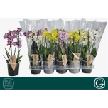 Phalaenopsis Kuuking 4 colours mix 12cm h30 2õv