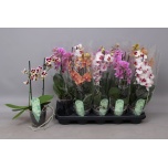Phalaenopsis Kuuking mult 4 colours mix 12cm 2OV