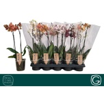 Phalaenopsis Kuuking mult 4 colours mix 12cm