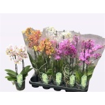 Phalaenopsis Kuuking mult 4 colours mix 12cm h50