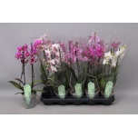 Phalaenopsis Kuuking Multiflora MIX 12cm h50