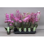 Phalaenopsis Kuuking Multiflora MIX 12cm