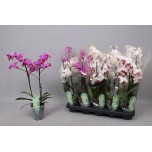 Phalaenopsis Kuuking Multiflora MIX 12cm h30