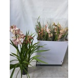 Cymbidium Tsümbiidium other 14cm