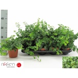 Hedera helix brenda 8,5cm