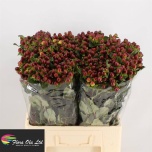 Hypericum Naistepuna Magic Seasons 60cm