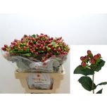 Hypericum Naistepuna Magic Seasons 60cm