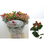 Hypericum Naistepuna Mag Seasons 70cm