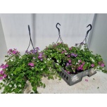 Sutera Suutera cordata bahia mix 23cm