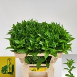 Mentha tigra 50cm