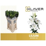Lilium Liilia OR Severn 80cm
