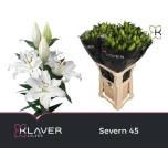 Lilium Liilia OR Severn 80cm