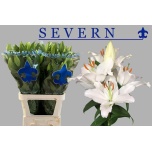 Lilium Liilia OR Severn 90cm