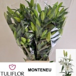 Lilium Liilia OR Monteneu 90cm