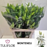 Lilium Liilia OR Monteneu 95cm