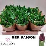 Tulp si Red Saigon