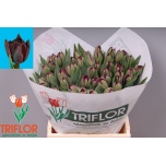 Tulp do Palmyra