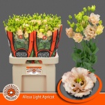 Eustoma Preeriakell Alissa Light Apricot (Maaszicht, Kwekerij)