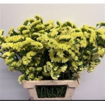 Limonium Parkjuur S Max Yellow 70cm