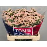 Limonium Parkjuur Honey Apricot 60cm
