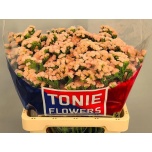 Limonium Parkjuur S Honey Apricot 60cm