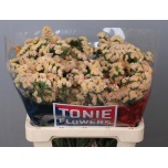 Limonium Parkjuur S Honey Apricot 60cm
