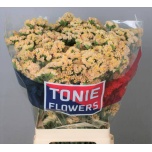 Limonium Parkjuur S Honey Apricot 70cm