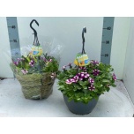 Petunia peppy neon 25cm