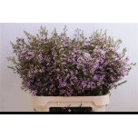 Chameliaucium Sidrunmürt Early Nir 80cm