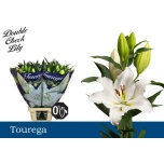 Lilium Liilia OR Tourega 100cm